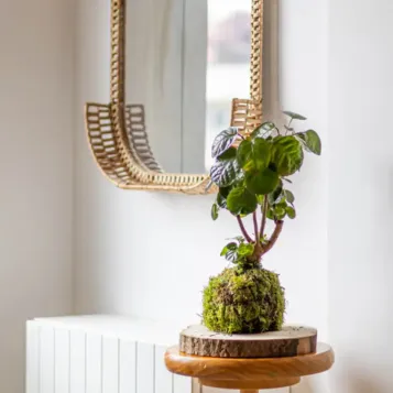 Comprar Kokedama Polyscia en Barcelona | Kokedamas