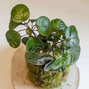 Comprar Kokedama Polyscia en Barcelona | Kokedamas