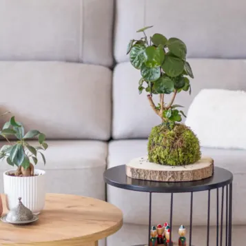 Comprar Kokedama Polyscia en Barcelona | Kokedamas