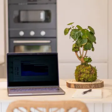 Comprar Kokedama Polyscia en Barcelona | Kokedamas