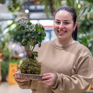 Comprar Kokedama Polyscia en Barcelona | Kokedamas
