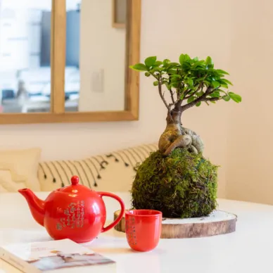 Comprar Kokedama Ficus Ginseng en Barcelona | Kokedamas