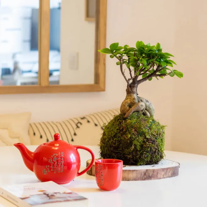 Compra Kokedama Ficus Ginseng a Barcelona | Kokedames