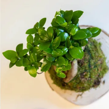 Compra Kokedama Ficus Ginseng a Barcelona | Kokedames