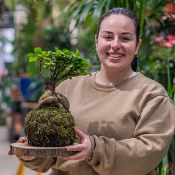Compra Kokedama Ficus Ginseng a Barcelona | Kokedames