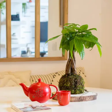 Comprar Kokedama Pachira en Barcelona | Kokedamas