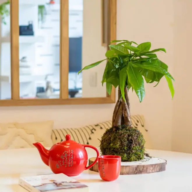 Compra Kokedama Patxira a Barcelona | Kokedames