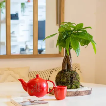 Compra Kokedama Patxira a Barcelona | Kokedames