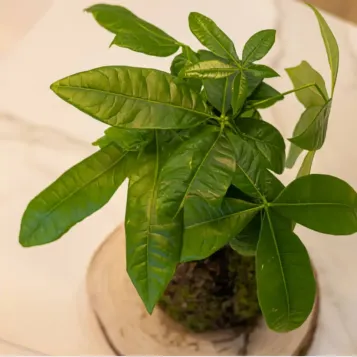 Compra Kokedama Patxira a Barcelona | Kokedames