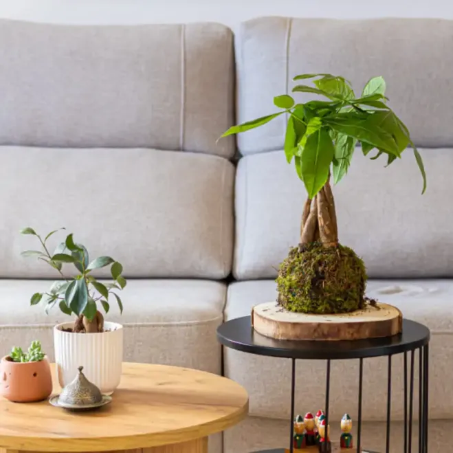 Compra Kokedama Patxira a Barcelona | Kokedames