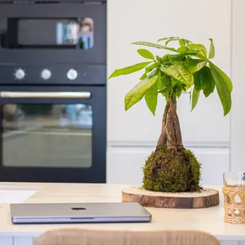 Compra Kokedama Patxira a Barcelona | Kokedames