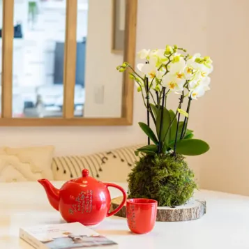 Comprar Kokedama Mini Phalaenopsis  en Barcelona | Kokedamas