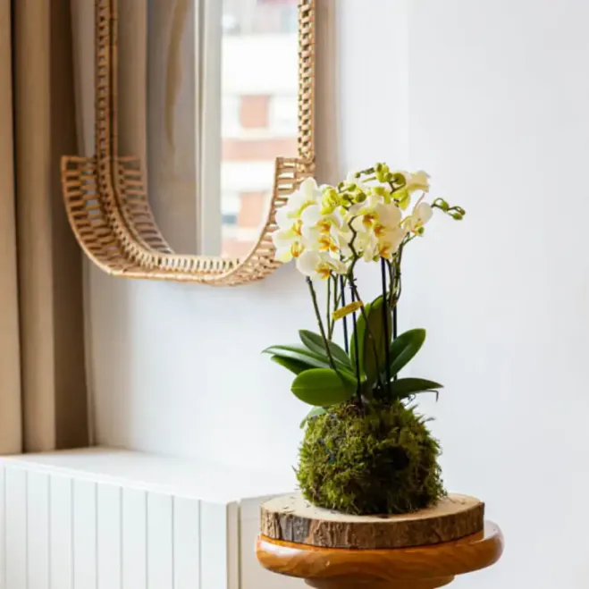 Compra Kokedama Mini Phalaenopsis a Barcelona | Kokedames