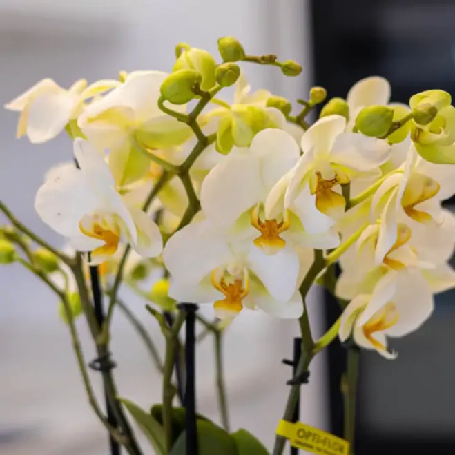Compra Kokedama Mini Phalaenopsis a Barcelona | Kokedames