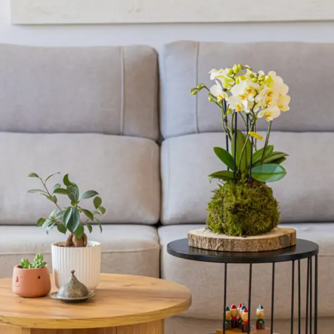 Compra Kokedama Mini Phalaenopsis a Barcelona | Kokedames