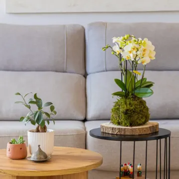 Comprar Kokedama Mini Phalaenopsis  en Barcelona | Kokedamas