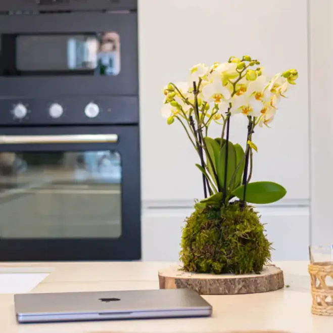Compra Kokedama Mini Phalaenopsis a Barcelona | Kokedames