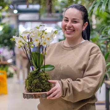 Comprar Kokedama Mini Phalaenopsis  en Barcelona | Kokedamas