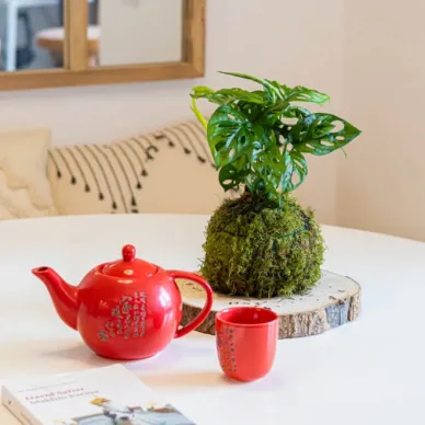 Comprar Kokedama Andsansonii en Barcelona | Kokedamas