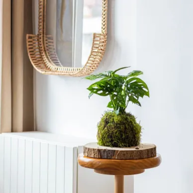 Comprar Kokedama Andsansonii en Barcelona | Kokedamas 2