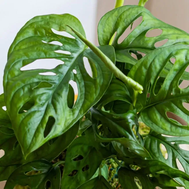 Compra Kokedama Andsansonii a Barcelona | kokedames