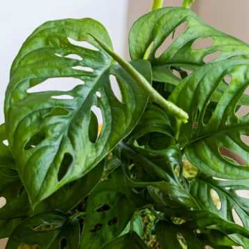 Compra Kokedama Andsansonii a Barcelona | kokedames