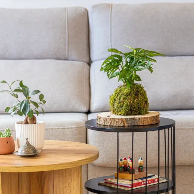 Compra Kokedama Andsansonii a Barcelona | kokedames