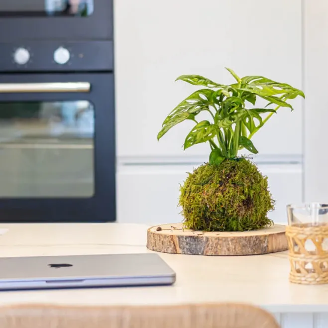 Compra Kokedama Andsansonii a Barcelona | kokedames