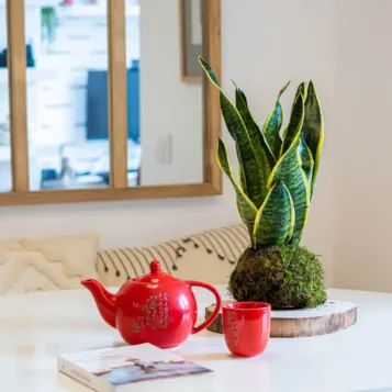 Comprar Kokedama Sansiviera en Barcelona | Kokedamas