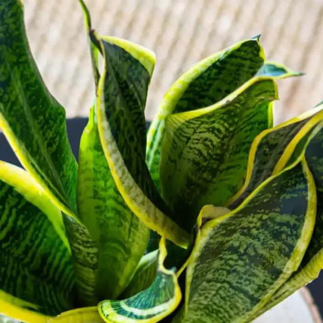 Comprar Kokedama Sansiviera en Barcelona | Kokedamas