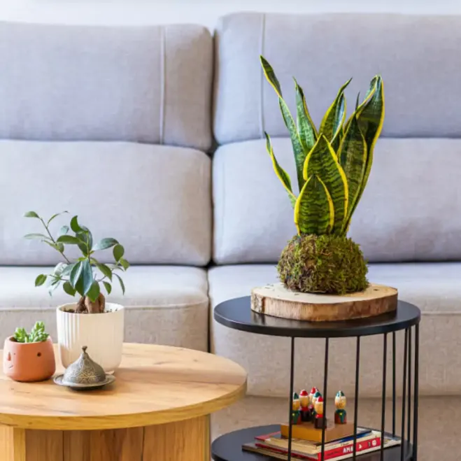 Comprar Kokedama Sansiviera en Barcelona | Kokedamas