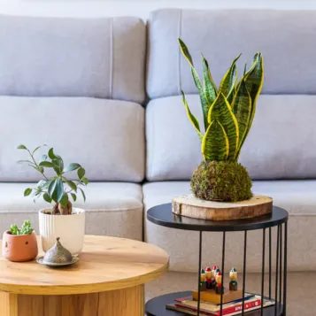 Comprar Kokedama Sansiviera en Barcelona | Kokedamas