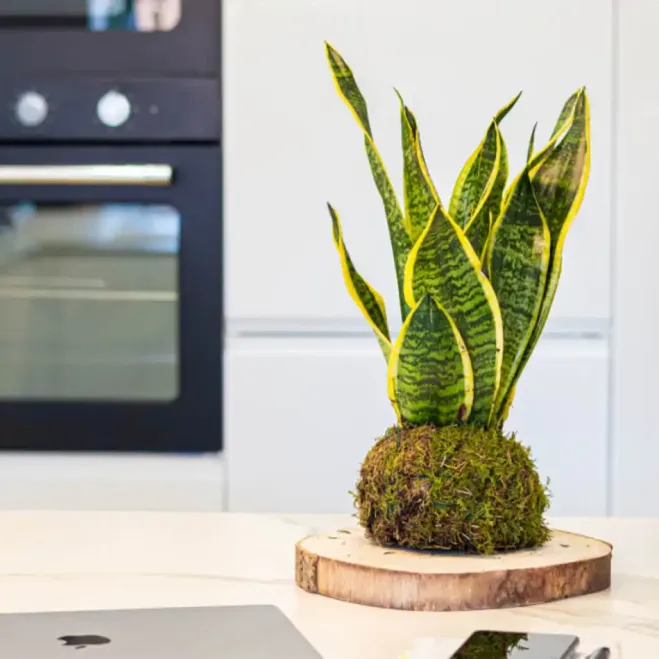 Comprar Kokedama Sansiviera en Barcelona | Kokedamas