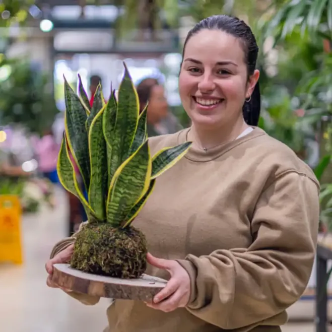 Comprar Kokedama Sansiviera en Barcelona | Kokedamas