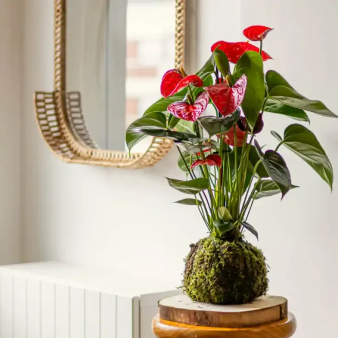 Comprar Kokedama Anthurium Rojo en Barcelona | Kokedamas