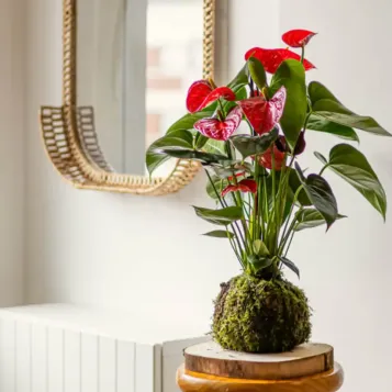 Comprar Kokedama Anthurium Rojo en Barcelona | Kokedamas