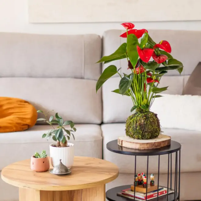 Comprar Kokedama Anthurium Rojo en Barcelona | Kokedamas