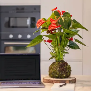 Comprar Kokedama Anthurium Rojo en Barcelona | Kokedamas