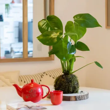 Comprar Kokedama Monstera en Barcelona | Kokedamas