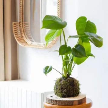 Comprar Kokedama Monstera en Barcelona | Kokedamas