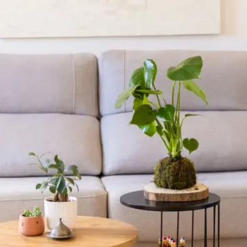 Comprar Kokedama Monstera en Barcelona | Kokedamas