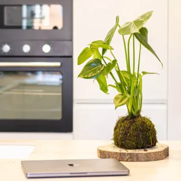 Comprar Kokedama Monstera en Barcelona | Kokedamas