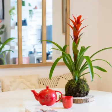 Comprar Kokedama Guzmania en Barcelona  | Kokedamas