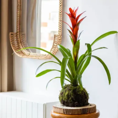 Comprar Kokedama Guzmania en Barcelona  | Kokedamas 2