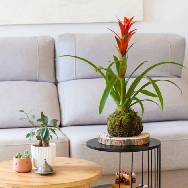 Compra Kokedama Guzmania a Barcelona | Kokedames
