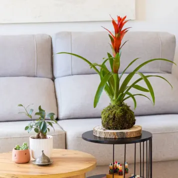 Comprar Kokedama Guzmania en Barcelona  | Kokedamas