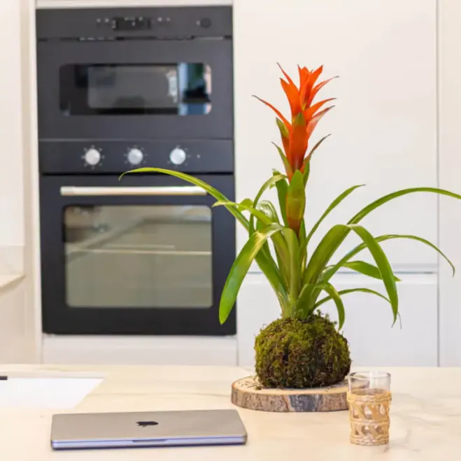 Compra Kokedama Guzmania a Barcelona | Kokedames