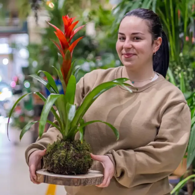 Compra Kokedama Guzmania a Barcelona | Kokedames