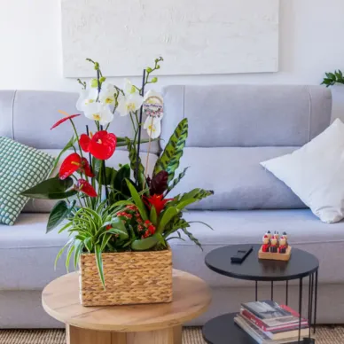 Compra Grup de Plantes Elegant a Barcelona | Grups de Plantes 2