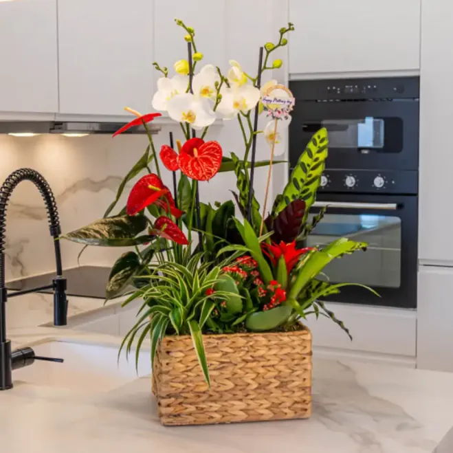 Comprar Grupo de Plantas Elegante en Barcelona | Grupos de Plantas